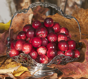 Wild Cranberries