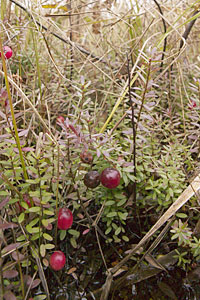 Cranberry Plant